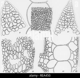 . Les contributions du Laboratoire de Botanique, tome 7. La botanique, la botanique. Texte Fig. 1 à 8. Carpoblepharis repens. Fig. i, habitude de partie de l'usine montrant bon exemple de ramification plus régulier, X I5- Les incompleted côté de l'axe principal avait les branches latérales plutôt intimement superposées. Fig. 2-4 portions terminales, de filaments d'hapteral montrant le collier et pénétrant à paroi mince, partie X 330- Fig. 5 à 8, la surface des portions de l'tetrasporic stichidia montrant spores avec des filaments, couvrant partiellement-X 500. Accroissant sur Gratelotipia G., éventuellement dichotoma J. Ag., col Banque D'Images