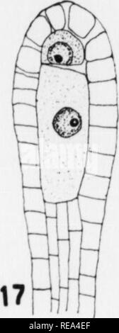 . Les contributions du Laboratoire de Botanique, tome 4. La botanique, la botanique. . Veuillez noter que ces images sont extraites de la page numérisée des images qui peuvent avoir été retouchées numériquement pour plus de lisibilité - coloration et l'aspect de ces illustrations ne peut pas parfaitement ressembler à l'œuvre originale.. Université de Pennsylvanie. Laboratoire de Botanique. Philadelphia : University of Pennsylvania Press Banque D'Images