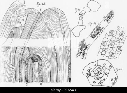 . Les contributions du Laboratoire de Botanique, tome 3. La botanique, la botanique. . Veuillez noter que ces images sont extraites de la page numérisée des images qui peuvent avoir été retouchées numériquement pour plus de lisibilité - coloration et l'aspect de ces illustrations ne peut pas parfaitement ressembler à l'œuvre originale.. Université de Pennsylvanie. Laboratoire de Botanique. Philadelphia : University of Pennsylvania Press Banque D'Images