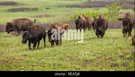 Le bison d'Amérique (incorrectement appelé 'buffalo') à la Maxwell Wildlife Refuge au Kansas. Une fois compté des millions dans les Grandes Plaines d'Amérique du Nord, ils ont été conduits à bord de l'extinction par la chasse et les développement. Banque D'Images