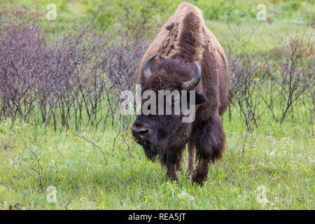 Le bison d'Amérique (incorrectement appelé 'buffalo') à la Maxwell Wildlife Refuge au Kansas. Une fois compté des millions dans les Grandes Plaines d'Amérique du Nord, ils ont été conduits à bord de l'extinction par la chasse et les développement. Banque D'Images