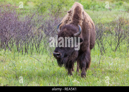 Le bison d'Amérique (incorrectement appelé 'buffalo') à la Maxwell Wildlife Refuge au Kansas. Une fois compté des millions dans les Grandes Plaines d'Amérique du Nord, ils ont été conduits à bord de l'extinction par la chasse et les développement. Banque D'Images