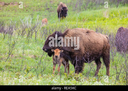 Le bison d'Amérique (incorrectement appelé 'buffalo') à la Maxwell Wildlife Refuge au Kansas. Une fois compté des millions dans les Grandes Plaines d'Amérique du Nord, ils ont été conduits à bord de l'extinction par la chasse et les développement. Banque D'Images