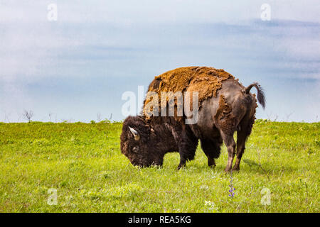 Le bison d'Amérique (incorrectement appelé 'buffalo') à la Maxwell Wildlife Refuge au Kansas. Une fois compté des millions dans les Grandes Plaines d'Amérique du Nord, ils ont été conduits à bord de l'extinction par la chasse et les développement. Banque D'Images