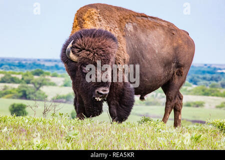 Le bison d'Amérique (incorrectement appelé 'buffalo') à la Maxwell Wildlife Refuge au Kansas. Une fois compté des millions dans les Grandes Plaines d'Amérique du Nord, ils ont été conduits à bord de l'extinction par la chasse et les développement. Banque D'Images