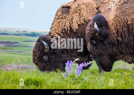 Le bison d'Amérique (incorrectement appelé 'buffalo') à la Maxwell Wildlife Refuge au Kansas. Une fois compté des millions dans les Grandes Plaines d'Amérique du Nord, ils ont été conduits à bord de l'extinction par la chasse et les développement. Banque D'Images