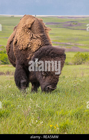 Le bison d'Amérique (incorrectement appelé 'buffalo') à la Maxwell Wildlife Refuge au Kansas. Une fois compté des millions dans les Grandes Plaines d'Amérique du Nord, ils ont été conduits à bord de l'extinction par la chasse et les développement. Banque D'Images