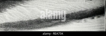 . Nous vivons sur le continent. Géographie physique ; l'histoire naturelle. Former la barrière sud de la vu de l'herbe, mais il s'étend une zone de transition plus intéressants où l'eau douce en alternance pour la moitié de l'année et le sel pour l'autre moitié, et lorsqu'un certain type de palm (Paurotisj seul est trouvé ou peuvent se développer. Au-delà de la mangrove rouge provient d'une ceinture de la soi-disant black les mangroves, puis enfin le livre blanc les mangroves qui hardiment mars dans les eaux peu profondes, la mer boueuse et couvrir toutes les îles et certains des cayes. La chose étonnante est que la distribution de la t Banque D'Images