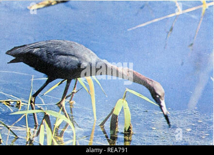 . Nous vivons sur le continent. Géographie physique ; l'histoire naturelle. zvading deuxième oiseau. Il niche fron ! Québec en Floride hut la plupart de ses chiffres l'hiver dans le sud. Ci-dessous centre : typique de la grand nombre d'échassiers qui vivent dans le delta ou passer à travers des migrations sont la gallinule, foulque, Louisiane, Héron et Aigrette neigeuse. dessus et éclatent avec une nouvelle langue de terre (Arc II sur la carte). C'est arrivé quatre fois, mais ensuite la rivière a rencontré un peu d'aide, pour ainsi dire, de la terre dans sa bataille permanente avec la mer, car il avait poussé tellement loin qu'il avait commencé à Banque D'Images