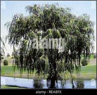 . Conservation des arbres et des arbustes pour le Montana. Arbustes, Arbres ; zones protégées. Or, saule (Salix alba) 20 ans Hauteur : 25 pieds (taux de croissance) : croissance rapide de la plante : large, s'étendant à la résistance à la sécheresse de la couronne ronde : Juste valeur La Faune : fournit la couverture, toutes parasites : pucerons autres branches : faire facilement. Veuillez noter que ces images sont extraites de la page numérisée des images qui peuvent avoir été retouchées numériquement pour plus de lisibilité - coloration et l'aspect de ces illustrations ne peut pas parfaitement ressembler à l'œuvre originale.. Custer Comté (Mont. ). District de conservation du sol ; United States. Res naturelles Banque D'Images