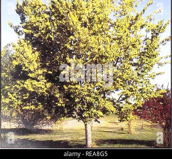 . Conservation des arbres et des arbustes pour le Montana. Arbustes, Arbres ; zones protégées. *Mw" t. Micocoulier rabougri (Celtis occidentalis, commune) 20 ans Hauteur : 15 pieds de taux de croissance : une croissance modérée de la plante : tronc unique, l'élargissement de la résistance à la sécheresse de la Couronne : une bonne valeur de la faune : des fruits pour les oiseaux et les mammifères nuisibles : souvent endommagé par parcourt les rongeurs, les lapins et autres cerfs : bon remplacement de l'orme en raison de sa forme semblable et l'adaptabilité, quelque peu tolérantes aux sols alcalins. Veuillez noter que ces images sont extraites de la page numérisée des images qui peuvent avoir été retouchées numériquement pour plus de lisibilité - coloratio Banque D'Images