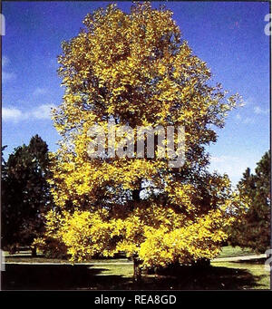 . Conservation des arbres et des arbustes pour le Montana. Arbustes, Arbres ; zones protégées. Chêne rouge, vert (Fraxinus pennsylvanica) 20 ans Hauteur : 18 pieds de taux de croissance : une croissance modérée de la plante : tronc unique, ovale à elliptique : bonne résistance à la sécheresse de la couronne de la valeur de la faune : Les ravageurs : cankerworms site de nidification, frêne frêne foreurs, punaises maladie : décomposition de la tige, de la direction générale et les chancres des rameaux, l'anthracnose, la rouille, les cendres de jaunes d'autres : peut résister aux inondations pour de courtes périodes de temps. Veuillez noter que ces images sont extraites de la page numérisée des images qui peuvent avoir été retouchées numériquement pour plus de lisibilité - coloration et appearan Banque D'Images