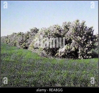 . Conservation des arbres et des arbustes pour le Montana. Arbustes, Arbres ; zones protégées. Olive, russe (Elaeagnus angustifolia) 20 ans Hauteur : 17 pieds (taux de croissance) : croissance rapide de la plante : branches et la diffusion aléatoire de la résistance à la sécheresse : Excellente Valeur De La Faune : excellente : direction générale et chancres sur les autres : tolère l'eau saline ou les sols alcalins, peut envahir les pâturages humides et bas-fonds non aménagées, épineux, la feuille d'argent couleur ; ne pas être plantées dans les zones riveraines. Veuillez noter que ces images sont extraites de la page numérisée des images qui peuvent avoir été retouchées numériquement pour plus de lisibilité - coloration et l'apparence Banque D'Images