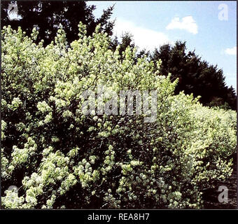 . Conservation des arbres et des arbustes pour le Montana. Arbustes, Arbres ; zones protégées. L'Amélanchier (Amelanchier alnifolia, Saskatoon) 20 ans Hauteur : 10 pieds de taux de croissance : une croissance modérée de la plante : debout : bonne résistance à la sécheresse : Valeur de la faune et de l'alimentation de haute qualité couvrent de fleurs : blanc Autres : fruit nutritif utilisé frais, congelés ou transformés) Elaeagnus commutata chalef argenté (20 ans Taille : 6 pieds (taux de croissance) : croissance modérée de la plante : étroite, verticale, les drageons abondamment la résistance à la sécheresse : une bonne valeur de la faune : fourrés denses et source de nourriture ravageurs : vulnérables aux dommages causés par les lapins maladie : les chancres de la direction générale Autres : Banque D'Images