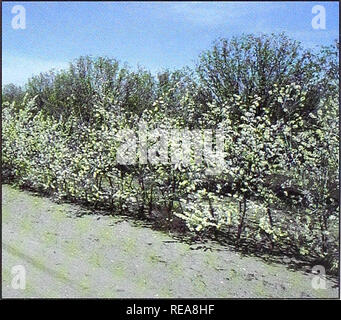 . Conservation des arbres et des arbustes pour le Montana. Arbustes, Arbres ; zones protégées. Le lilas, Commun (Syringa vulgaris) 20 An Taille : 6 pieds (taux de croissance) : croissance modérée de la plante : dressée, leggy drageonnement, résistance à la sécheresse : Excellente Valeur De La Faune : peu de valeur pour les fruits ou parcourir, nidification songbird fleurs : blanc, parfumé et voyante lilas ravageurs : l'oïdium : maladie de l'agrile du frêne, prunier (Prunus americana) américain 20 ans Hauteur : 10 pieds de taux de croissance : une croissance modérée de la plante : couronne à tête ronde, le meunier : bonne résistance à la sécheresse librement la valeur de la faune : important pour la nidification, le repos, parcourir et de l'alimentation Fl Banque D'Images