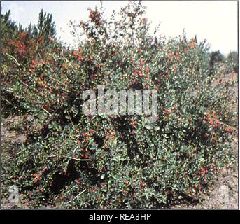 . Conservation des arbres et des arbustes pour le Montana. Arbustes, Arbres ; zones protégées. Chèvrefeuille (Lonicera korolkowii, Blueleaf) 20 ans Taille : 8 pi Taux de croissance : une croissance modérée de la plante : la diffusion de la résistance à la sécheresse : une bonne valeur de la faune et de l'alimentation de nidification : Fleurs : jaune-rose : d'autres plantes puceron russe de cultivars résistants. Veuillez noter que ces images sont extraites de la page numérisée des images qui peuvent avoir été retouchées numériquement pour plus de lisibilité - coloration et l'aspect de ces illustrations ne peut pas parfaitement ressembler à l'œuvre originale.. Custer Comté (Mont. ). District de conservation du sol ; unir Banque D'Images