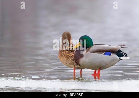 Paire de canards sauvages sur la glace en hiver (Anas platyrhynchos) Banque D'Images