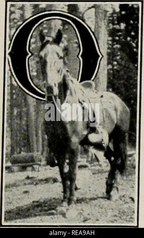 . La conservation. Les forêts et la foresterie. Travailler sur une Forêt nationale n° 9, notamment sur les chevaux par CHARLES HOWARD SHINN, superviseur Sierra National Forest. NCE sur une fois qu'un superviseur avait une idée brillante ; c'est dans la maison de vacances mer- fils, et dans les jours de bureau. Il était si beau et les jeunes qu'il a regardé sur tous ceux qui étaient assis sur des trônes d'autorité en tant que mortel simplement comme lui, et comme tout aussi disposé à prendre un josh. Il a donc mis dans une demande régulière pour une demi-douzaine de centaures "comme une expérience d'une grande importance scientifique américain à pour- estry." Il a en outre précisé Banque D'Images