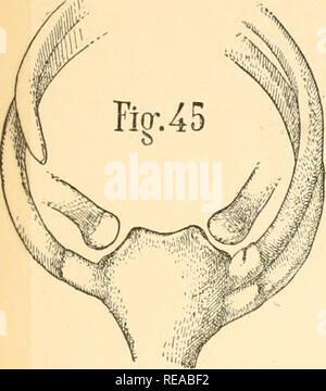 . Du sternum et de ses connections avec le membre thoracique : dans la série des mammifères. Mammifères ; poitrine. R. ANTHONY. -Du sternum. PLANCHE IV.. Frci.47. Veuillez noter que ces images sont extraites de la page numérisée des images qui peuvent avoir été retouchées numériquement pour plus de lisibilité - coloration et l'aspect de ces illustrations ne peut pas parfaitement ressembler à l'œuvre originale.. Anthony, Raoul Louis Ferdinand, 1874-1941. Paris : O. Doin Banque D'Images