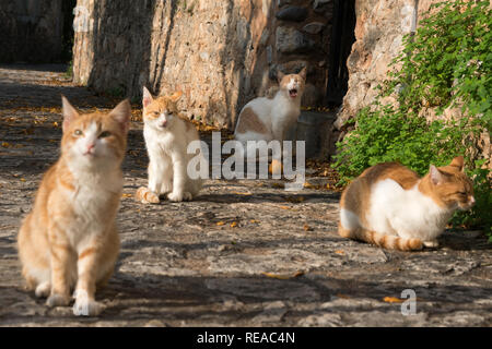 Une famille de chats dans la rue pictureseque Kardamyli, Grèce. Banque D'Images