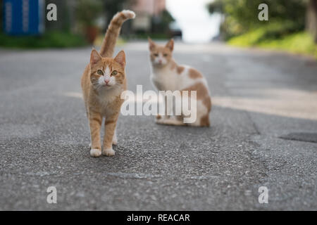 Une famille de chats dans la rue pictureseque Kardamyli, Grèce. Banque D'Images