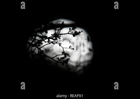 Washington, USA. 20 Jan, 2019. La lune est visible pendant une éclipse lunaire à Washington, aux États-Unis, le 20 janvier, 2019. Credit : Liu Jie/Xinhua/Alamy Live News Banque D'Images