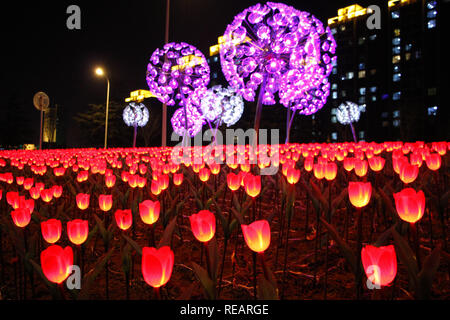 Rongcheng, Rongcheng, Chine. 21 Jan, 2019. Weihai, CHINE-Des milliers de lampes en forme de tulipe peut être vu dans l'ChinaÃ Rongcheng¢â€ La province de Shandong. Crédit : SIPA Asie/ZUMA/Alamy Fil Live News Banque D'Images