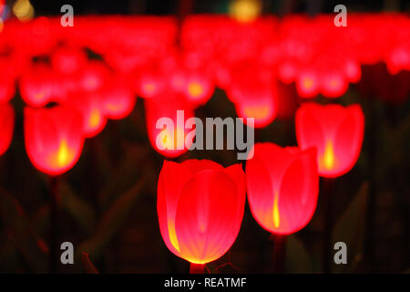 Rongcheng, Rongcheng, Chine. 21 Jan, 2019. Weihai, CHINE-Des milliers de lampes en forme de tulipe peut être vu dans l'ChinaÃ Rongcheng¢â€ La province de Shandong. Crédit : SIPA Asie/ZUMA/Alamy Fil Live News Banque D'Images