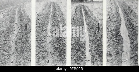 . Pratiques de conservation des terres pour le tabac séché à l'air du Maryland et courroies. La conservation du sol ; le tabac. 12 MISC. U. PUBLICATION DEPT. De l'agriculture ligne sillons semble avoir réduit le ruissellement dans une certaine mesure, mais n'a jamais causé de mauvais drainage parce que le surplus d'eau a été absorbée rapidement. À mesure que la qualité de l'augmentation sarcle à 30 pouces, ces depres- sions habituellement rempli de terre et la lisse est devenu sarcle satellite. À mesure que la qualité a augmenté l'eau s'écoulait plus vite et déplacé plus de terre comme indiqué par l'augmentation de la quantité de sable le long de chaque sillon. Dans ce processus d'érosion sur les terres de sable t Banque D'Images