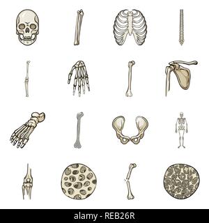 Crâne,fémur,nervure, genou,dos,poignet,foot,,hanche,appareil locomoteur Fracture,fibres,ostéoporose,la mort,la chiropratique,cage,joints,occasion,casse,bassin,cheville osseuse,scientifique,sain,,la douleur,cell,monster,jambe,xray,os,base,,squelette humain,anatomie organes,,medical,medicin,biologie,clinique,set,icône,,illustration,collection,isolé,design,graphisme,élément signe,caricature,couleur,vecteurs vecteur , Illustration de Vecteur