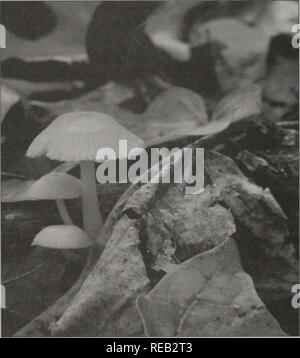 . 2000 Conservation : rapport de six ans. L'Illinois. Ministère des Ressources naturelles ; les tendances essentielles du programme d'évaluation ; la gestion des écosystèmes ; la conservation de l'eau ; la qualité de l'eau ; gestion des bassins hydrographiques ; conservation des ressources naturelles. linois Ressources naturelles Information Network INRIN a été lancé en 1995 sous la bannière de l'essentiel de l'évaluation des tendances de l'Illinois ("Programme de bourses") dans le but de fournir l'accès du public à une mine de ressources naturelles de l'information. L'objectif était de fournir, à un groupe diversifié d'utilisateurs, d'informations scientifiques pertinentes pour l'environnement. Utilisateur prévu Banque D'Images