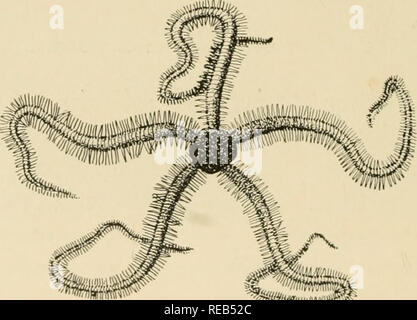 . Habitants de la mer et la terre. Les animaux marins. STRONGYLOCENTRUTUS ; UN OURSIN.. ophiocoma ; une étoile fragile de nombreux lieux d'algue délicat qui ne sont pas en mesure de supporter la force des vagues ou du déclin de l'action du soleil ; les animaux, trop, pas moins enclins à braver les ouvrir, s'épanouir dans ces petites solitudes en nombre considérable. Ci-dessous la marque de la marée basse, rose, orange, rouge ou des incrustations de petites éponges peuvent être considérées comme. Veuillez noter que ces images sont extraites de la page numérisée des images qui peuvent avoir été retouchées numériquement pour plus de lisibilité - coloration et l'aspect de ces il Banque D'Images