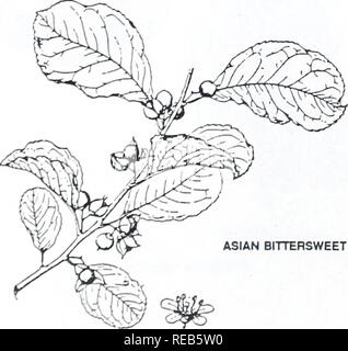 . Concord salon d'arbres et d'arbustes. Botanique ; arbres ; d'arbustes. Morelle. Veuillez noter que ces images sont extraites de la page numérisée des images qui peuvent avoir été retouchées numériquement pour plus de lisibilité - coloration et l'aspect de ces illustrations ne peut pas parfaitement ressembler à l'œuvre originale.. Angelo, Ray, 1948- ; Angelo, Ray, 1948-. Cambridge, Mass. : Concord Field Station, Museum of Comparative Zoology de l'Université Harvard Banque D'Images