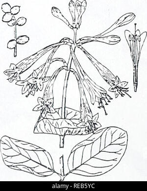 . Concord salon d'arbres et d'arbustes. Botanique ; arbres ; d'arbustes. JAPANESE HONEYSUCKLE Le Chèvrefeuille 88. Veuillez noter que ces images sont extraites de la page numérisée des images qui peuvent avoir été retouchées numériquement pour plus de lisibilité - coloration et l'aspect de ces illustrations ne peut pas parfaitement ressembler à l'œuvre originale.. Angelo, Ray, 1948- ; Angelo, Ray, 1948-. Cambridge, Mass. : Concord Field Station, Museum of Comparative Zoology de l'Université Harvard Banque D'Images