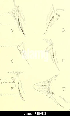 . DÃ©veloppement de la sole (Solea vulgaris) : introduction Ã l'Ã©tude de la pisciculture marine. Poissons, la pisciculture. DEVELOPI'KMENT. STADE P 173. FiG. 21. Â Croc|uis montrant l'iln'aspect moifriion de la na- geoire pectorale, aprÃ¨s aulo-ani[mtation, chez les alevins du stade P, et le début de la reconstitution de cet organe chez le jeune immature. A. Moignon (cÃ¹lÃ ciLalrisÃ©© droit), .lovin P,. de je."^.O inill., prouver- nant d'Ã©levage. Grossissement â â . B. Moignon gauche du mÃªme individu. Un y voit une lji.&gt;de rdurc jetiles taciies [pigmentan-es. Grossissement â â . G. Moign Banque D'Images