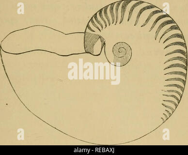 . L'conchologist's book of espèce : contenant des descriptions de six cents espèces d'univalves.  ; Mollusques Gastéropodes. NAUTILUS. ARGONAUTA. 145 Bruant transversale avec flammes cesser progressivement vers la lèvre ; diam. 7f. W. Nautilus. 13. 1. N. UMBiLiCATULUs. Sous-orbicular^ umbili- qués sur deux côtés ; tous les verticilles manifestée au sein de l'ombilic ; et d'autre de l'obtusely ; verticilles froissé aperture^ arrondies en forme de coeur couleur ; l'ressemblant. 6.. ARGONAUTA. Univalvey Shell, uniloculaire, à développante très mince ; spire bicarinate, tuberculeuse, re-entrer dans l'aper- ture, A. ARGO. Grand, Banque D'Images