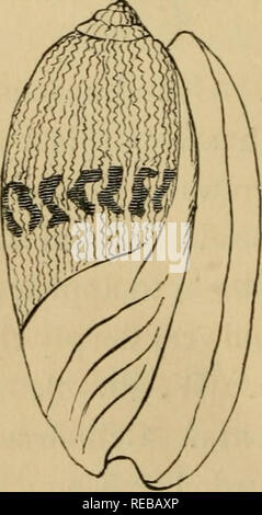 . L'conchologist's book of espèce : contenant des descriptions de six cents espèces d'univalves.  ; Mollusques Gastéropodes. 132 LIVRE DES ESPÈCES. angular lignes brun foncé ; spire et allongées ; bouche aiguë ; blanc avec bordure supérieure de verticilles nu- mères lignes fasciculated. 1^. E. 361. 1. O. LiTTERATA. Cyliudraceous^ ou fauve pâle allongé, couleur de cendres, légèrement teintée de violet, et couverte de nombreuses assombries angulaire fauve lignes longitudinales, flexueux et zonées avec deux bandes de lettre-comme marquage ; bouche bleuâtre ; spire exserts, aigu. 2|. E. 362. 1. O. tricolore. Cylindraceoua, encombrée de Banque D'Images
