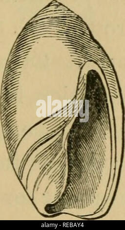 . L'conchologist's book of espèce : contenant des descriptions de six cents espèces d'univalves.  ; Mollusques Gastéropodes. TEREBELLUM. ANCILLARIA. 129 avec des taches marron ou brouillé avec points et^ ou en pointillés ou angulaire des lignes obliques. II. W., 18 41. ANCILLARIA. De forme oblongue, Shell sous-cylindrique, spire court, pas chan- nelled à sutures ; à peine émarginé aperture longitudinal, à la base, une insensibilité ; effuse varix oblique à la base de la columelle, A. ciNNAMONEA. Oblong-ventricosc draceous^, cylin-^ marron jaunâtre avec une bande blanche au-dessus ; le dernier fuseau avec deux ceintures basale ; aperture acuminat Banque D'Images