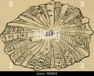 . L'conchologist's book of espèce : contenant des descriptions de six cents espèces d'univalves.  ; Mollusques Gastéropodes. lO LIVRE D'ESPÈCES. l'intérieur^ dans blanchâtres, et plus verte vers la marge ; les cals autour de la perforation ovales ; un peu petite. Trop commun.. F. viRiDULA. Ovées-oblongues, plutôt convexe, verdâtre, irradia de petites nervures blanches, et un- nulated par stries concentriques, qui forme longi- tudinally tuberculations comprimé à leur junc- tion avec les nervures ; perforation oblongue, incliné, ceint d'une ligne sombre ; à l'intérieur blanc ; crénelées de marge ; petites.. Veuillez noter que ces i Banque D'Images