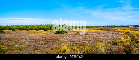 Vue panoramique de la champs de bruyère et les forêts dans la réserve naturelle De Hoge Veluwe dans la province de Gelderland Pays-Bas Banque D'Images