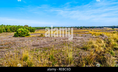 Vélo dans les champs de bruyère et les forêts dans la réserve naturelle De Hoge Veluwe dans la province de Gelderland Pays-Bas Banque D'Images