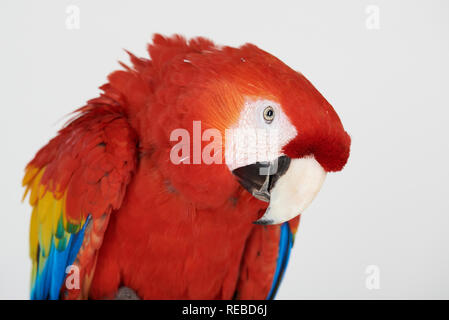 Portrait de perroquet rouge isolé sur fond blanc studio Banque D'Images
