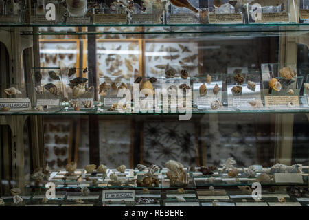 Une photo de l'exposition scientifique d'invertébrés (insectes et coquillages) à la la salle d'histoire naturelle de San Jose, Costa Rica Banque D'Images