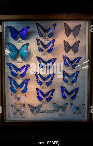 Une collection entomologique scientifique des papillons morpho épinglé dans une boîte de conservation en bois. Banque D'Images