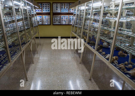 Une photo de l'exposition scientifique d'invertébrés (insectes et coquillages) à la la salle d'histoire naturelle de San Jose, Costa Rica Banque D'Images