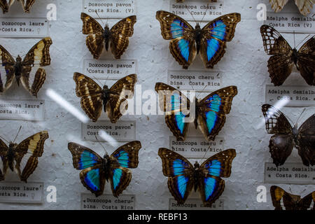 Une collection entomologique colorées de papillons tropicaux épinglé, avec les étiquettes. Banque D'Images