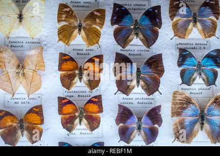 Une collection entomologique colorées de papillons tropicaux épinglé, avec les étiquettes. Banque D'Images