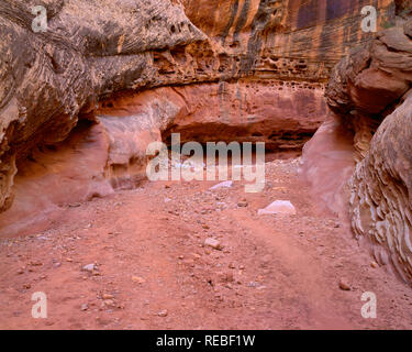 USA, Utah, Capitol Reef National Park, de nombreuses petites ouvertures appelées waterpockets sont visibles dans le murs de grès du Grand Washington. Banque D'Images