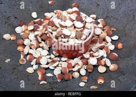 Plante médicinale, figuier de water lily, plante ou Gorgone Euryale ferox Fox (écrou) seeds, Qian Shi Banque D'Images