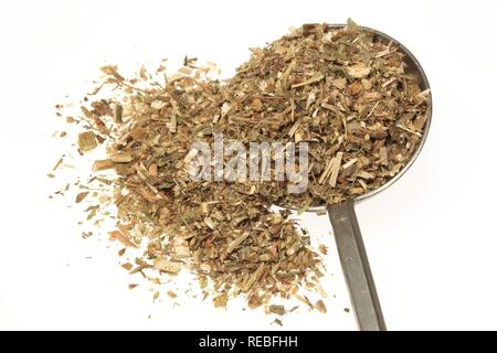 Herbe séchée de la plante médicinale (Solidago virgaurea Golden Rod) Banque D'Images